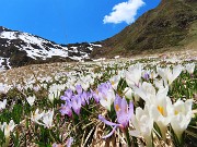 59 Sui pratoni a solatio Crocus vernus bianchi e violetti, su quelli a bacìo ancora neve